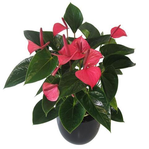 Pink tropical anthurium house plant