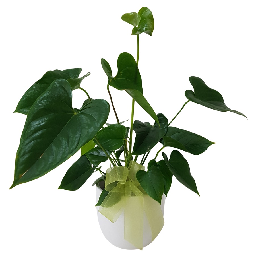 Living Green Perperomia Plant Gift in Ceramic Pot