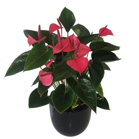 Pink Mothers Day Plant Gift Auckland.