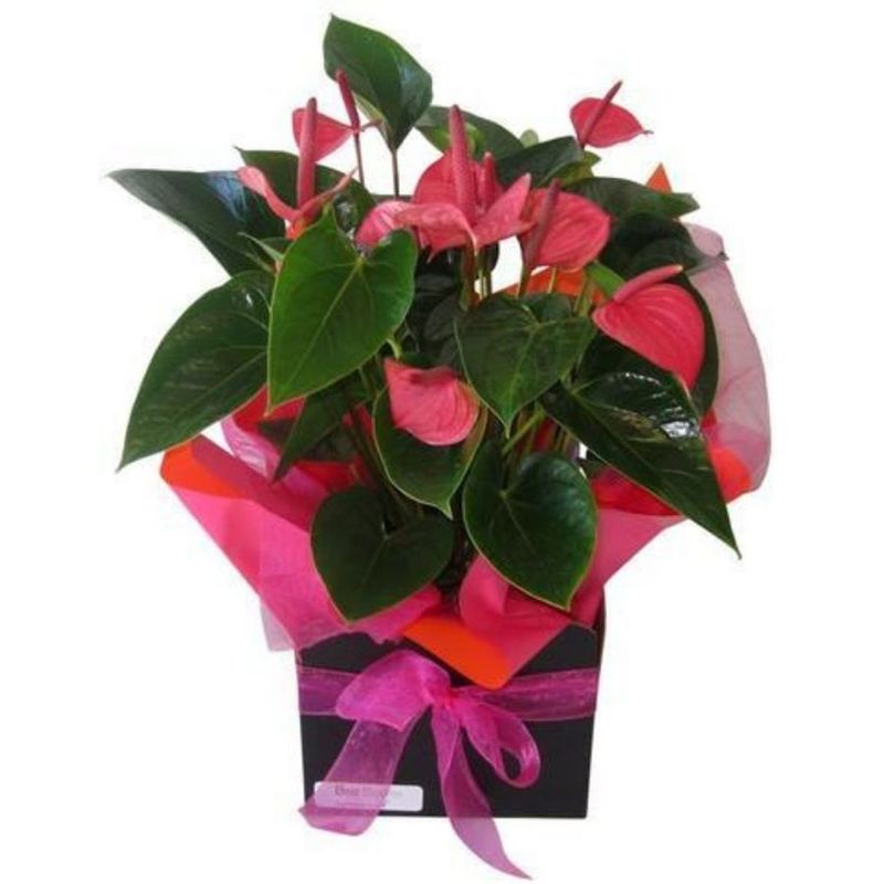 Pink Anthurium Pot Plant in Ceramic Pot