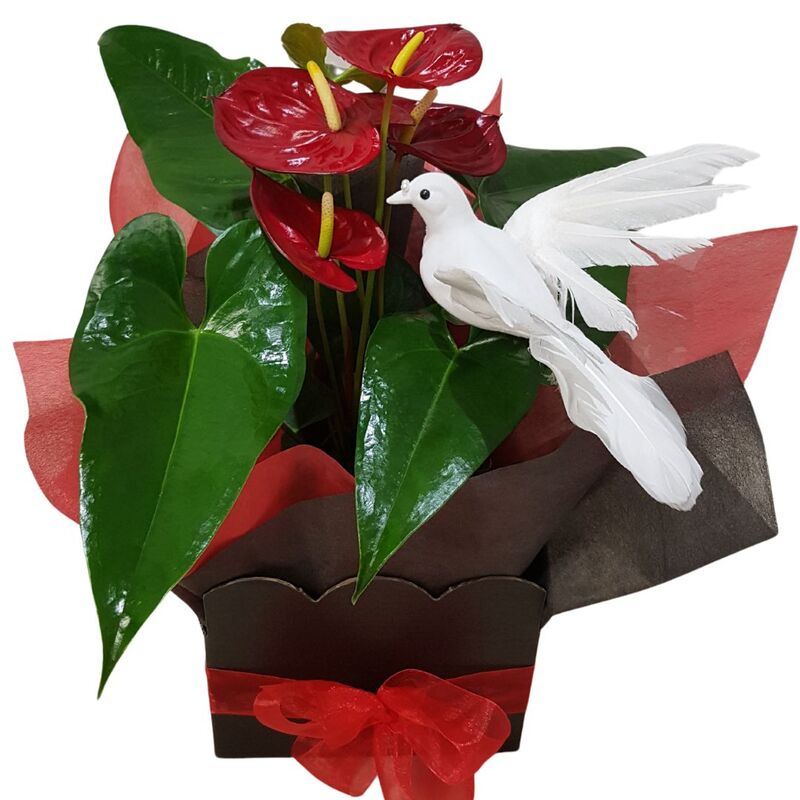 Christmas Red Plant with Flowers, 