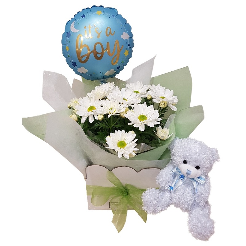New Baby chrysanthemum Plant gift basket with Baby boy balloon and baby boy teddy bear.