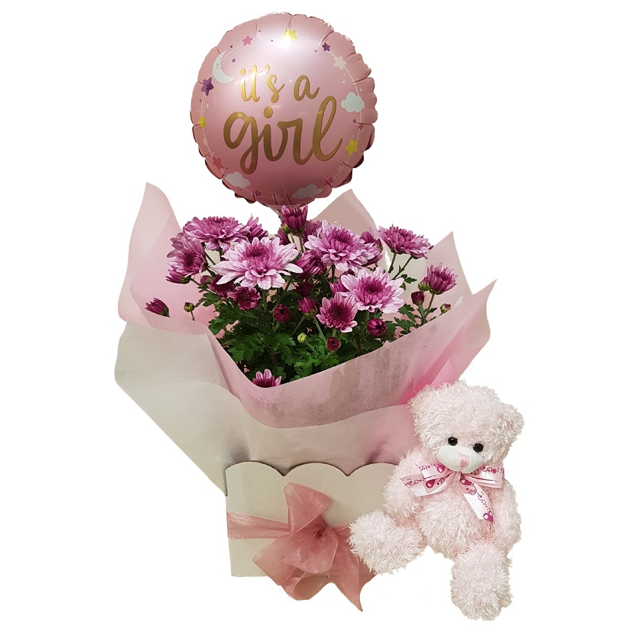 affordable new baby gift with living house plant, balloon and teddy bear in pink colour for a baby girl