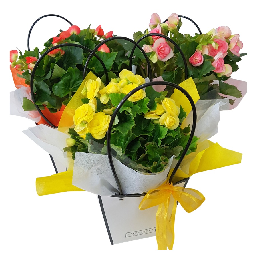 assorted begonia plants in bright colours