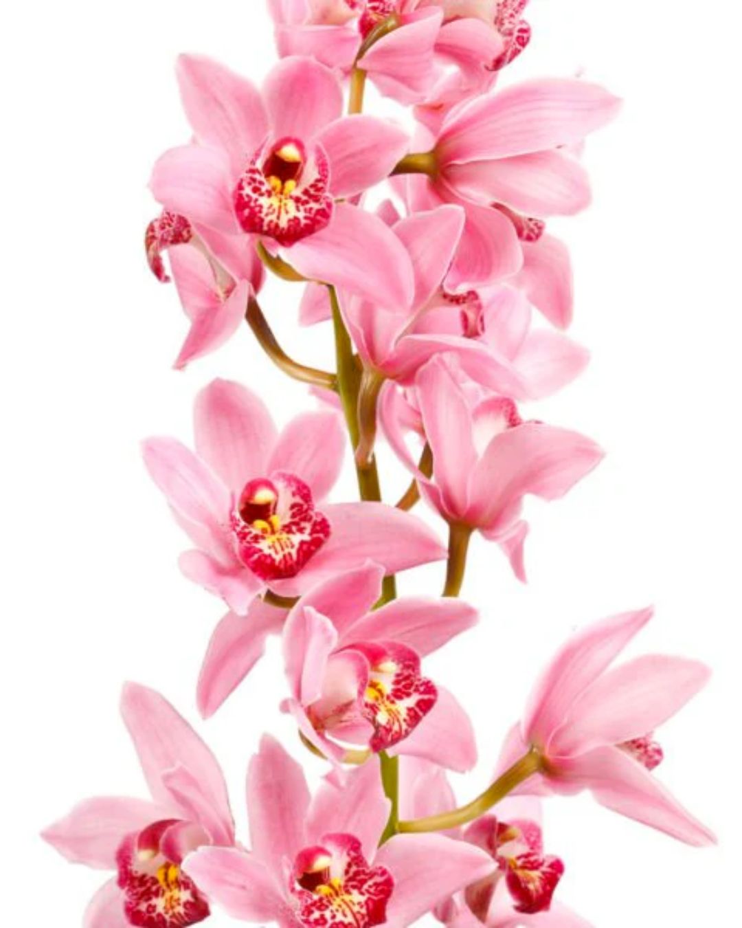 Fragrant cymbidium orchids in mixed colours