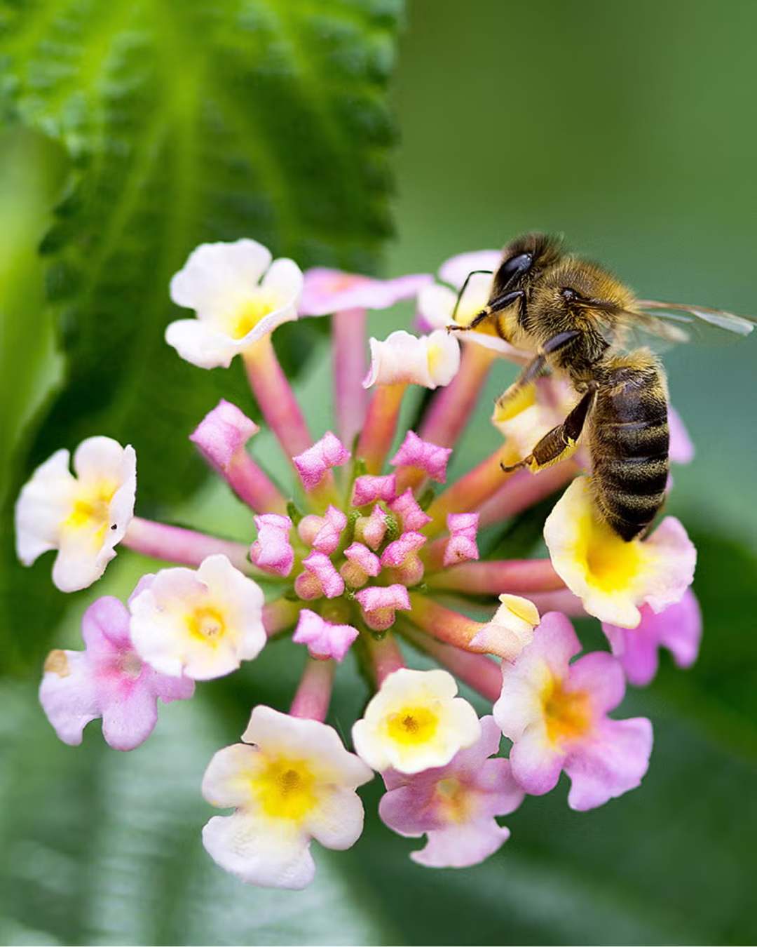 Fragrant lantana flower being pollinated by Bee