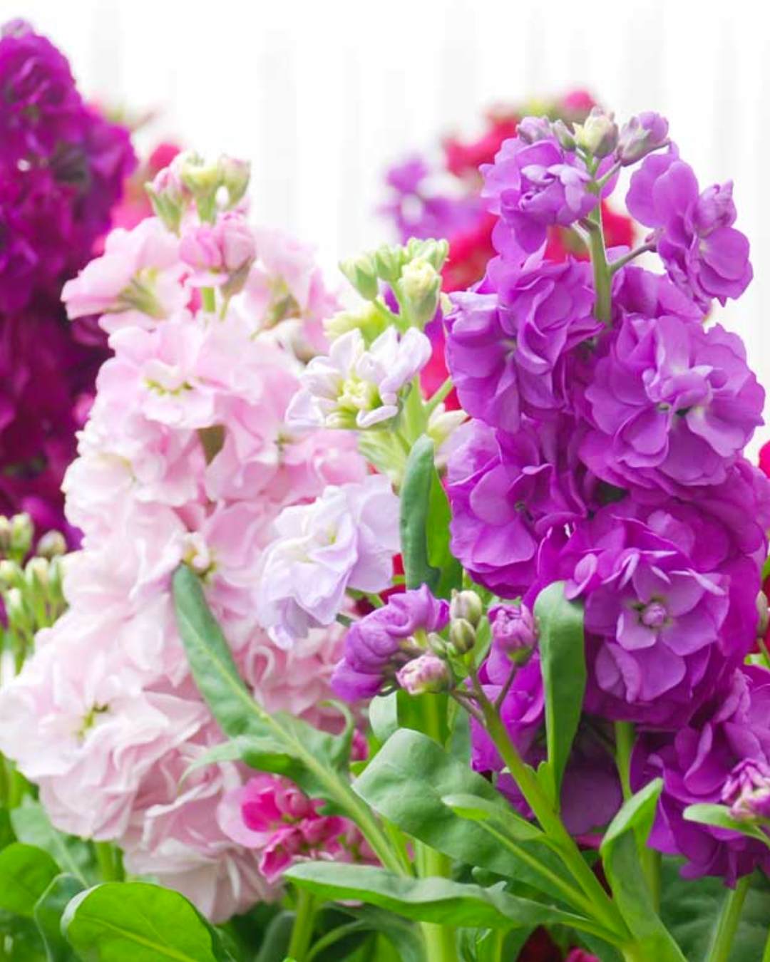 Fragrant stock flowers in mixed colours