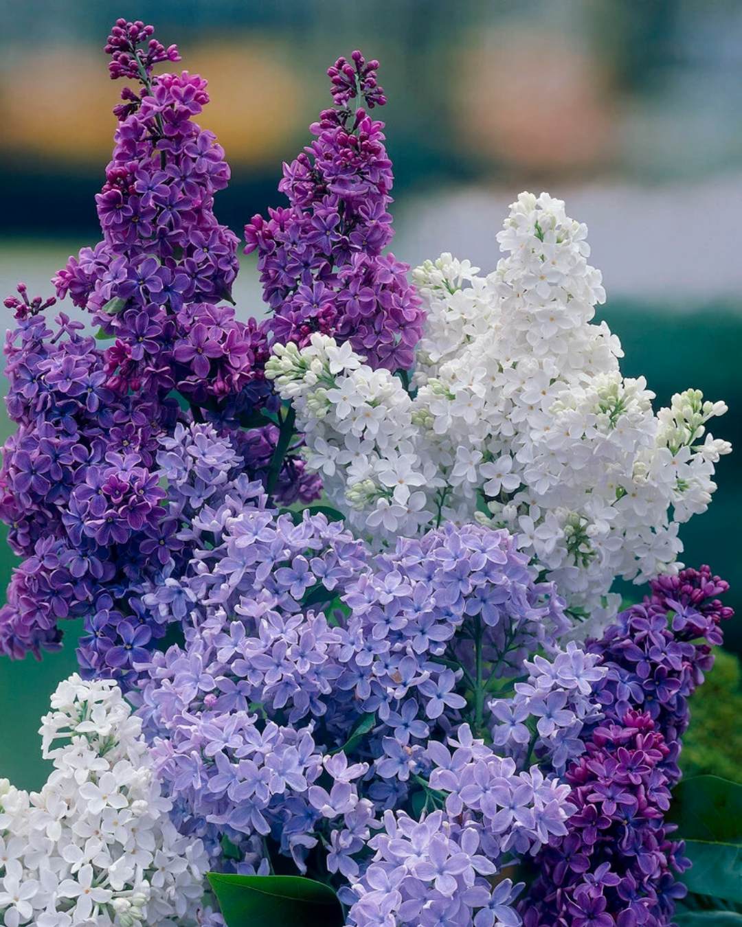 Purple fragrant lilac flowers