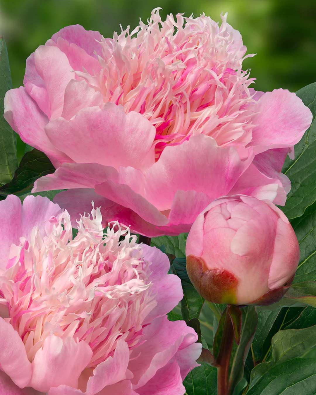 Soft pink fragrant peonies in bloom