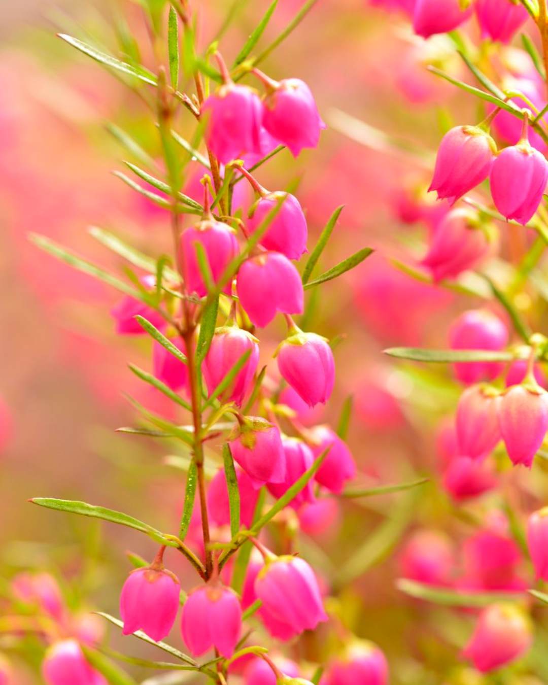 Fragrant boronia flowers
