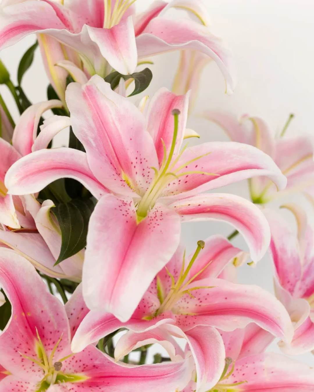 White Oriental Lily in bloom
