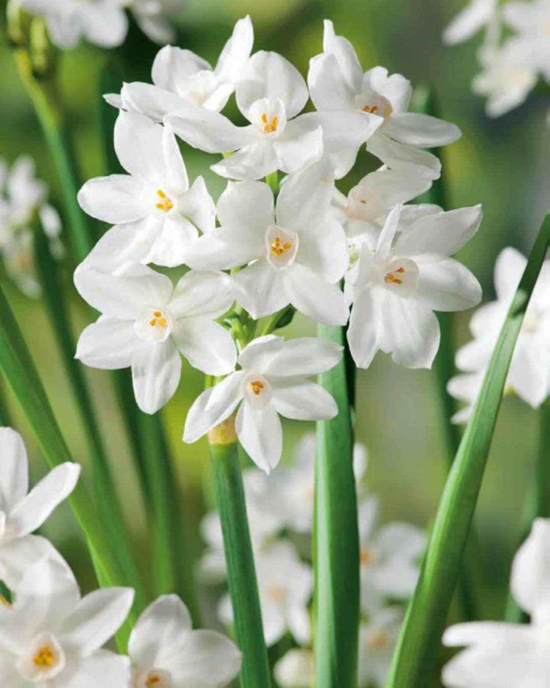 Fragrant jonquils including Paper Whites, Soleil d'Or and Earlicheer