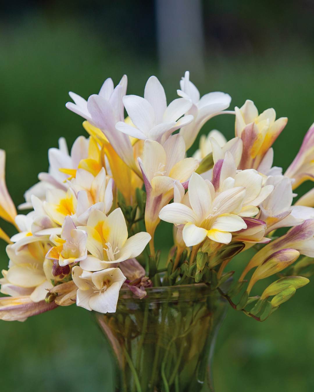 Fragrant garden freesias in cream and yellow