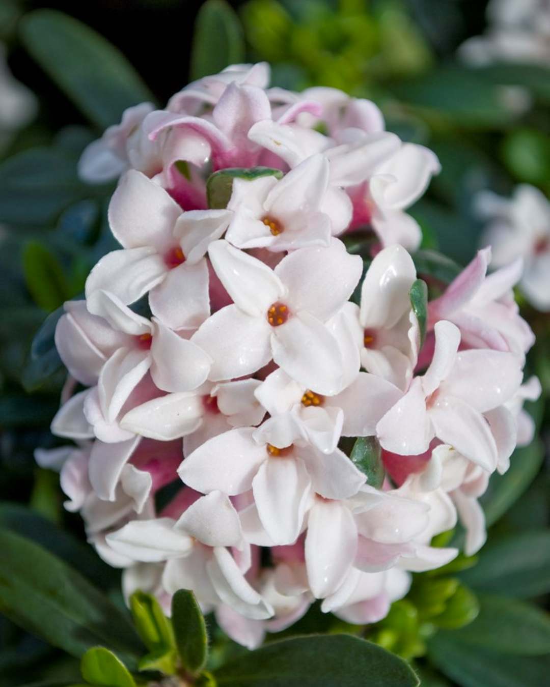 Fragrant pink daphne flowers