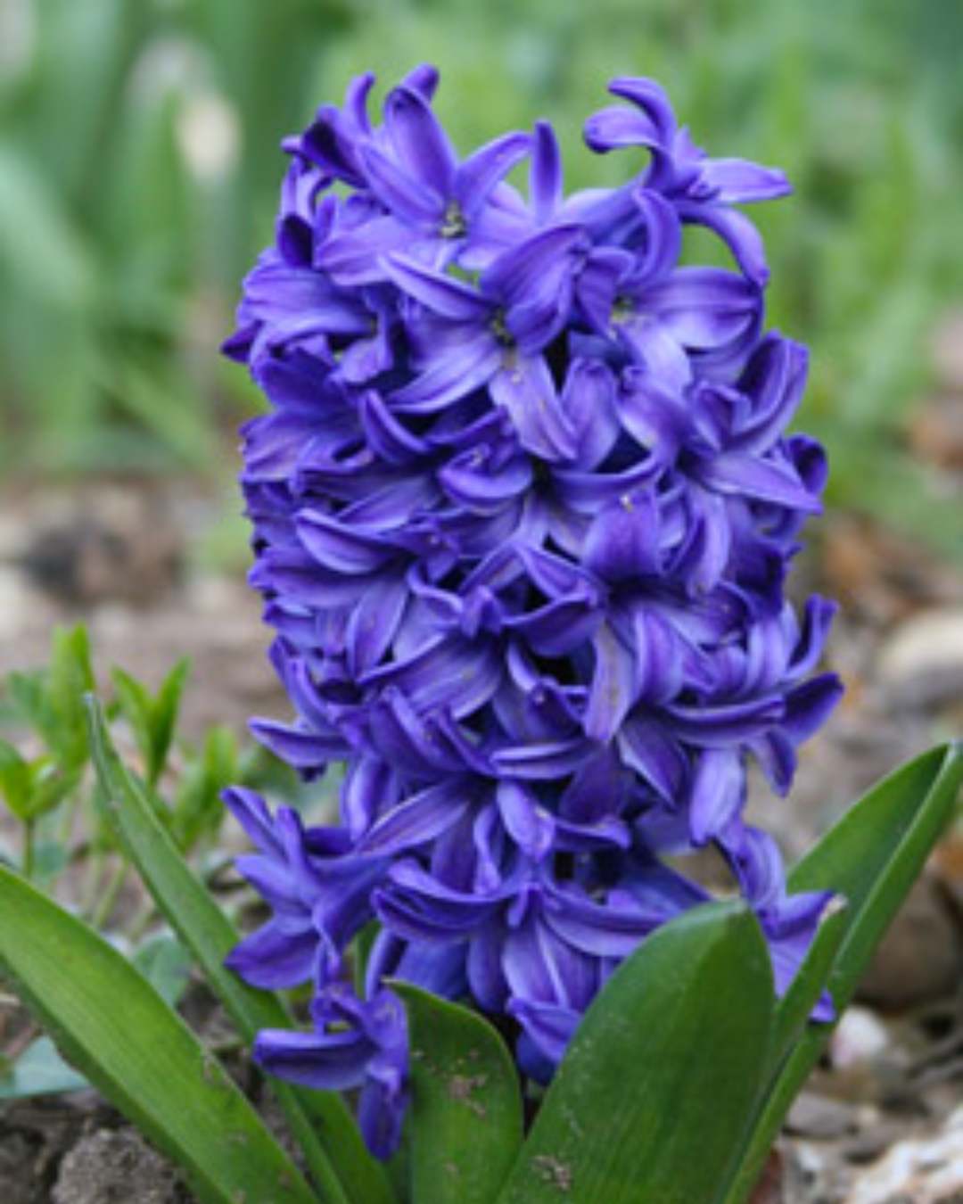 Colourful fragrant hyacinths