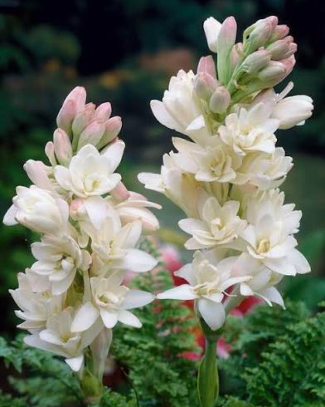 Creamy white fragrant tuberose flowers