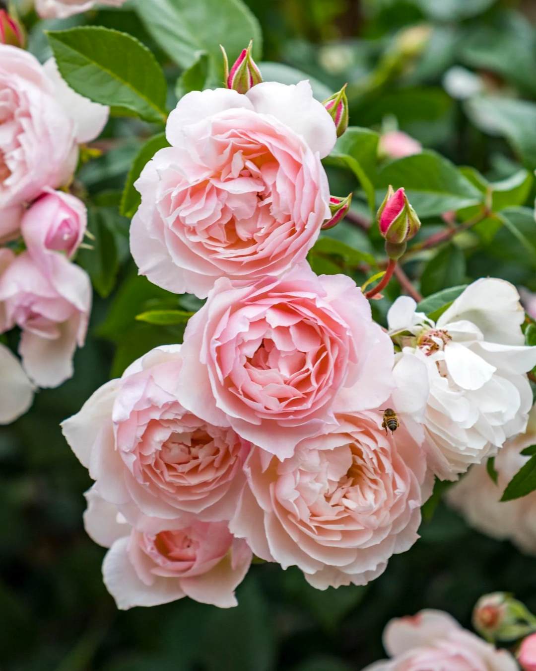 Beautiful fragrant garden-style roses