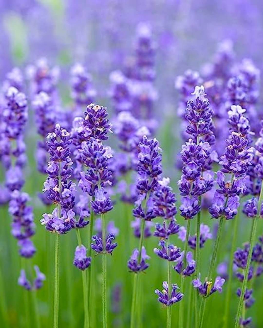 Fragrant purple lavender flowers