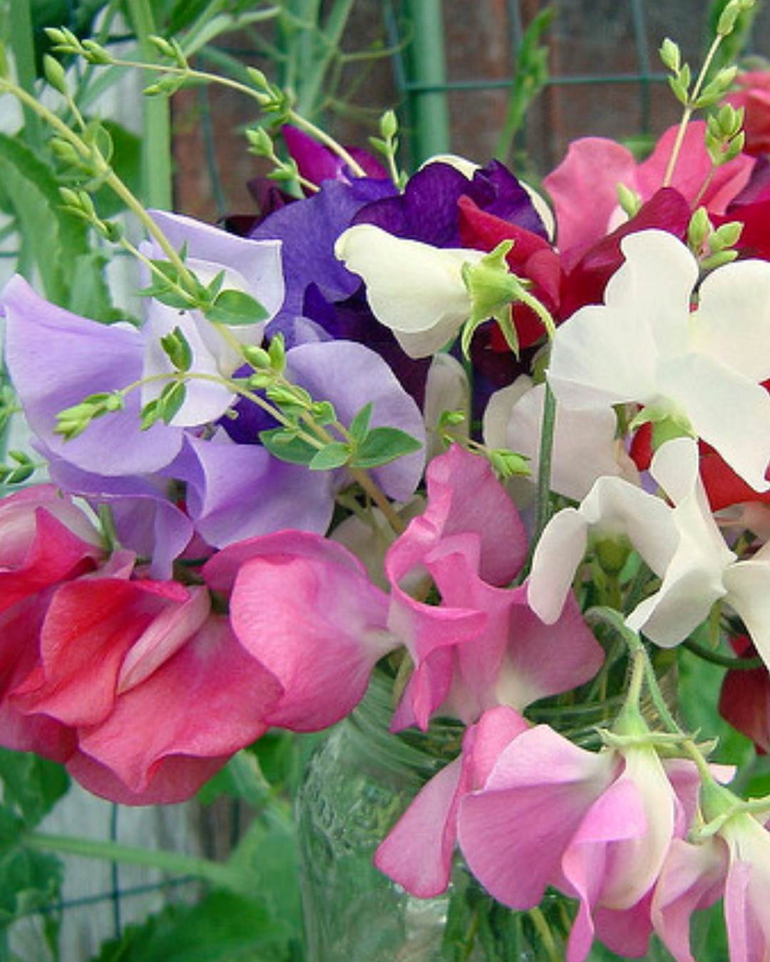 Fragrant sweet peas in pastel colours
