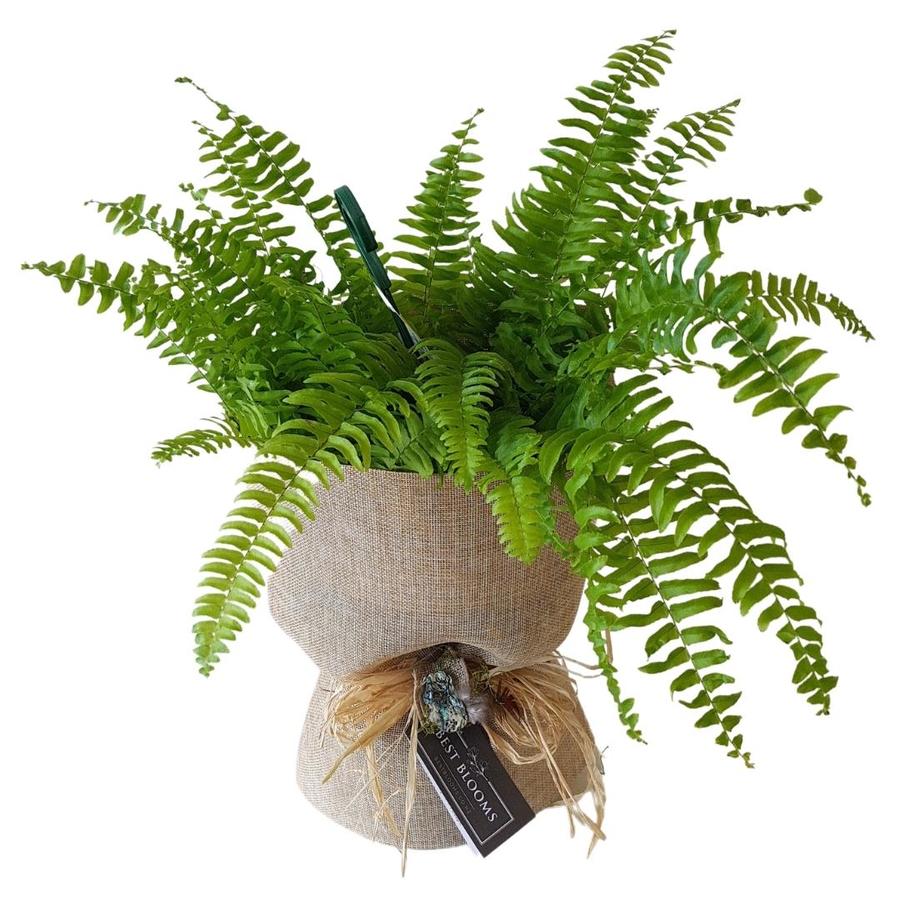 gift wrapped boston fern plant