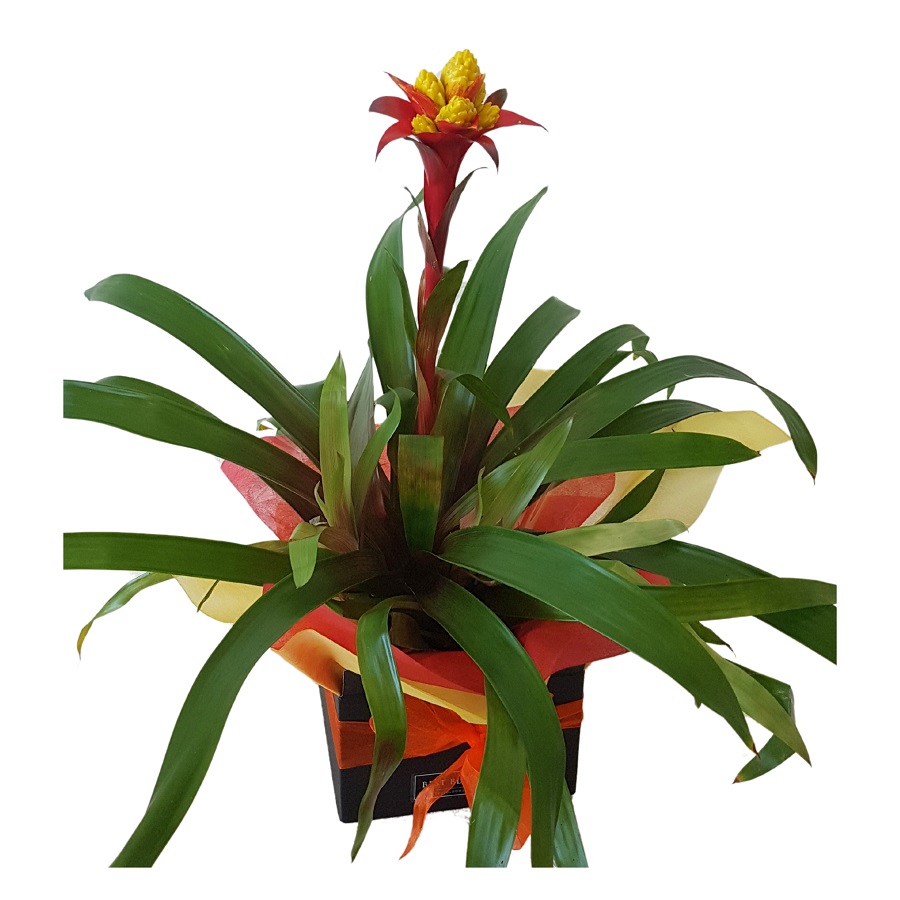 Bromeliad Plant Auckand