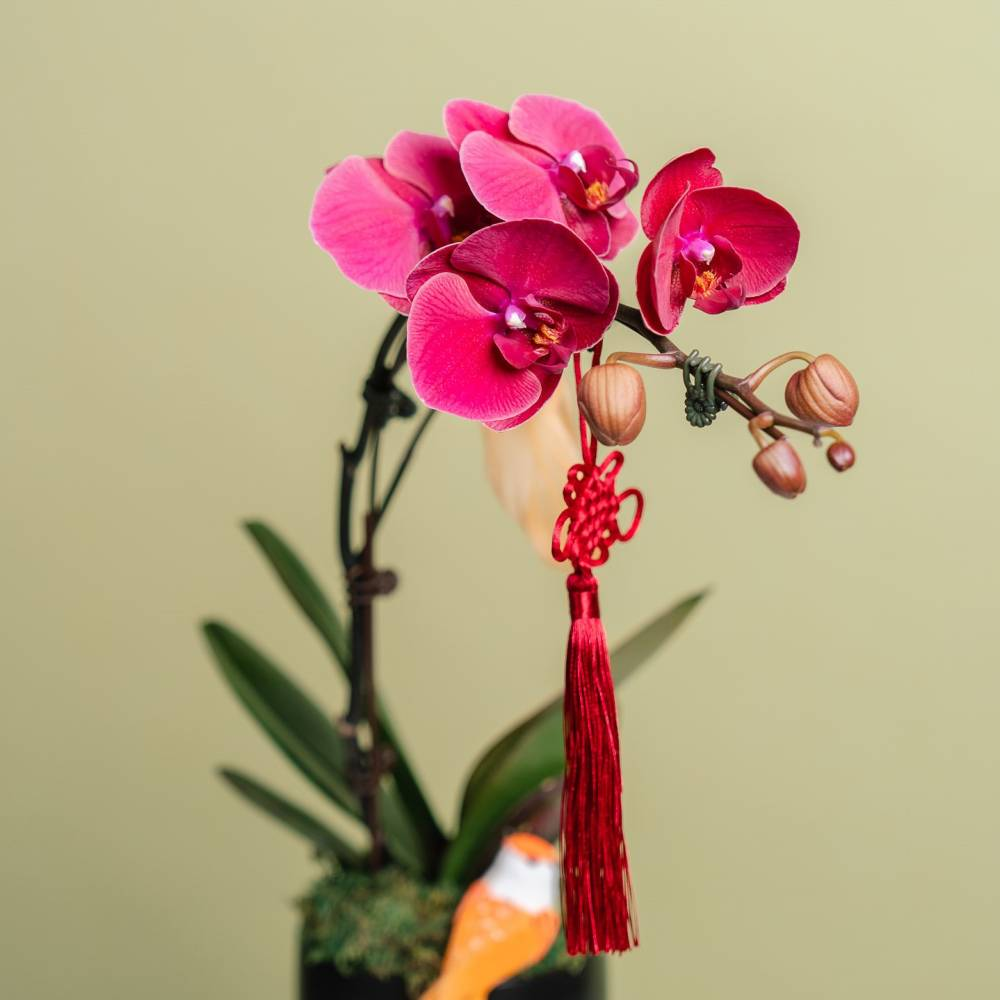 CNY Lucky Orchids for New Year