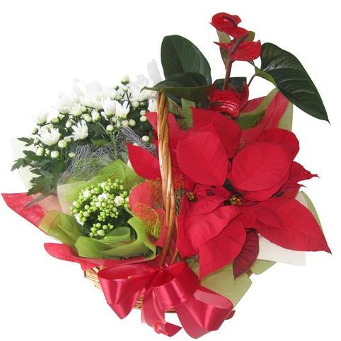 christmas planter basket including poinsettia plants