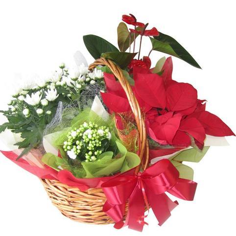 red green and white christmas plant basket