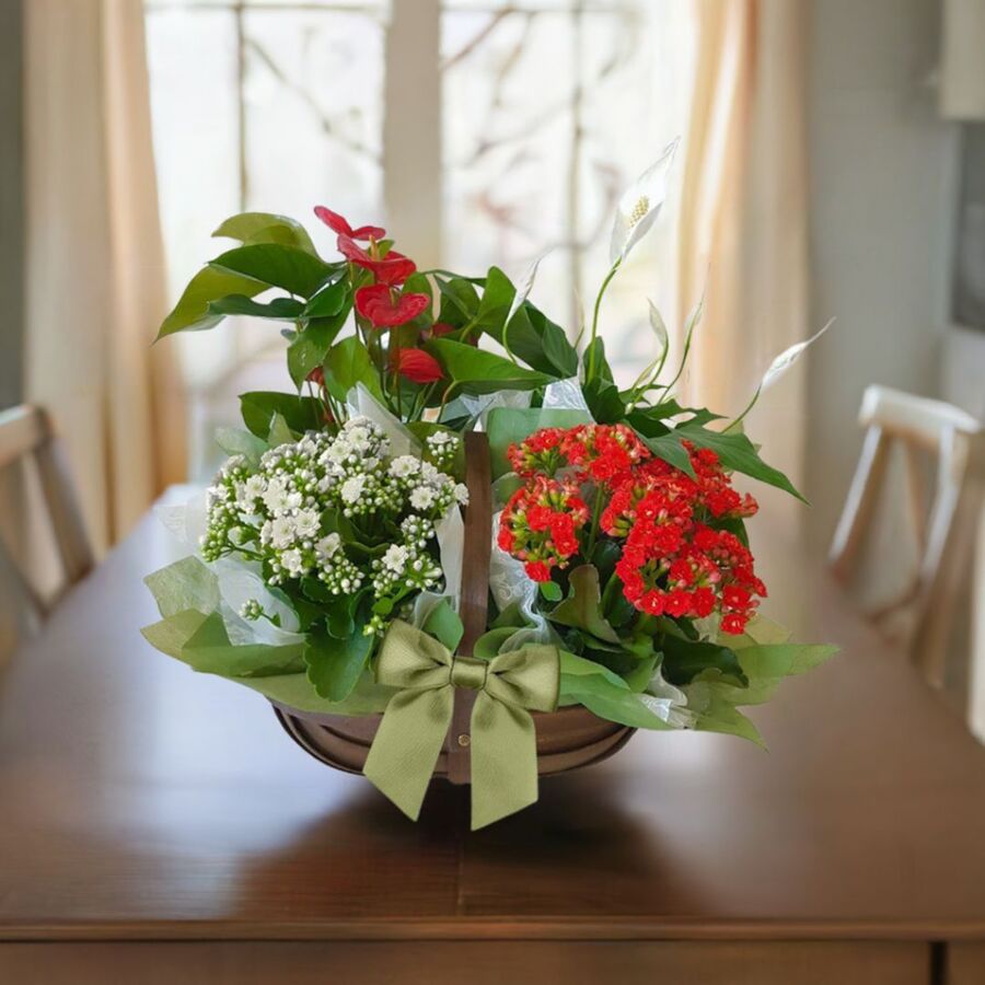 Red, green and white Christmas plant basket, set on wooden table in front of window.