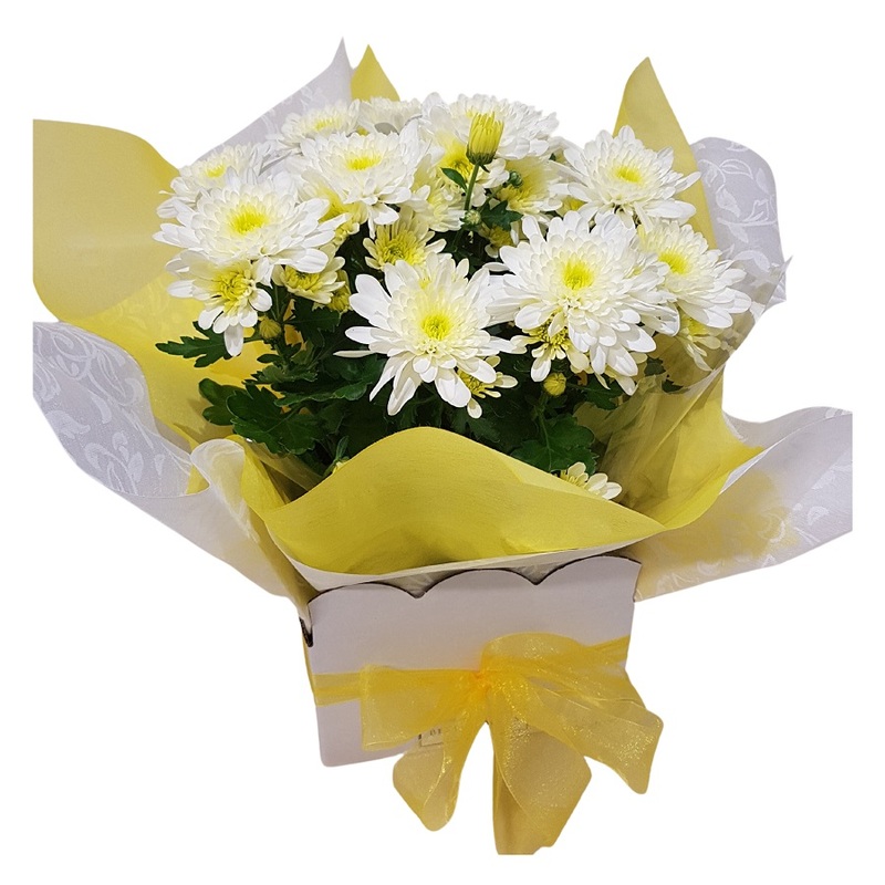 Standard Gift Wrapped Chrysanthemum Plant