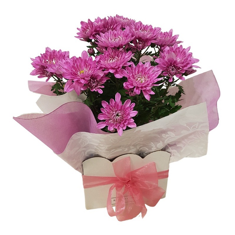 Gift Wrapped Chrysanthemum Plant Free Flower Delivery Auckland