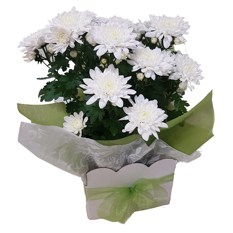 chrysanthemum plant