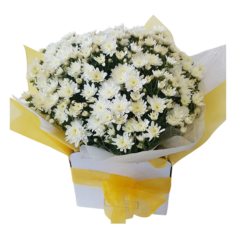 lemon  flowering Chrysanthemums Potted Plant
