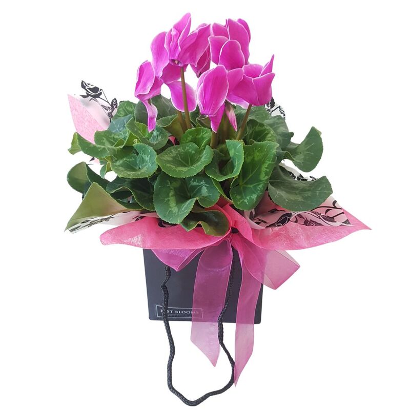 Flowering Cyclamen Plants Auckland NZ