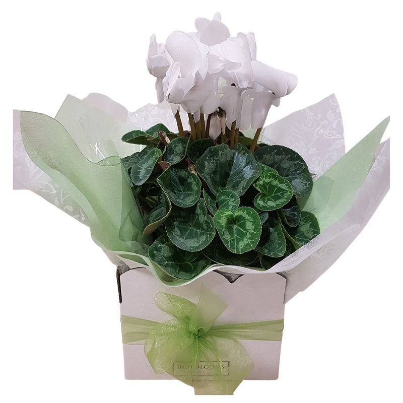Flowering Cyclamen Plants Auckland NZ