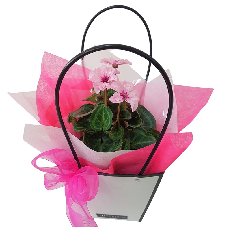 Cyclamen plant gift Auckland delivery