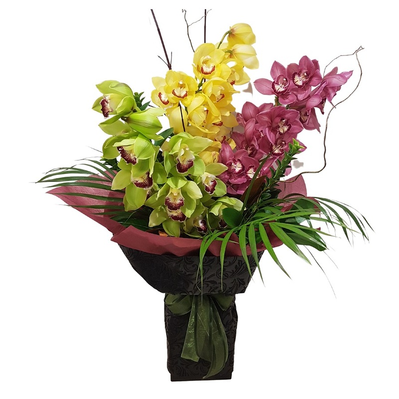 Mixed Cymbidium Orchids gift wrapped in black