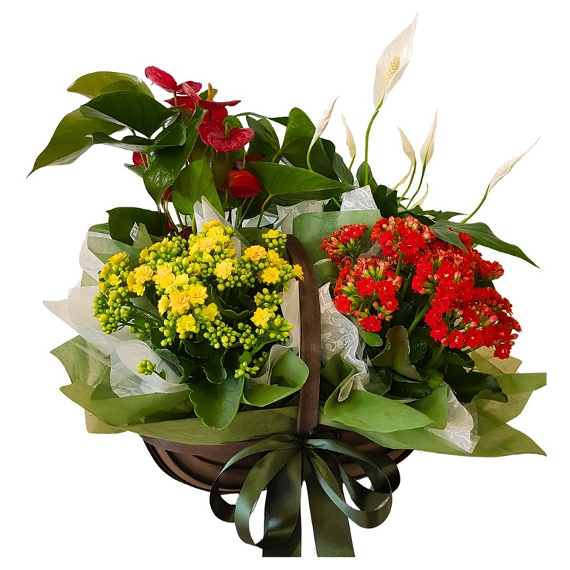 Planter basket of 4 mixed plants