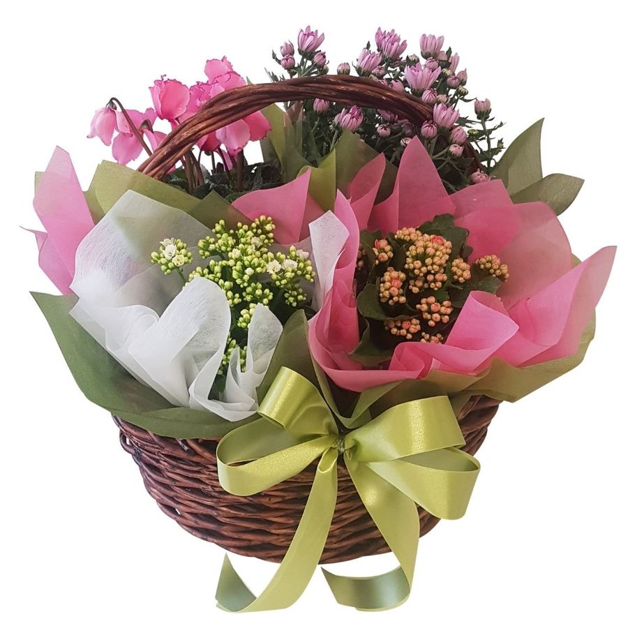 Deluxe Plant Basket Free Flower Delivery Auckland