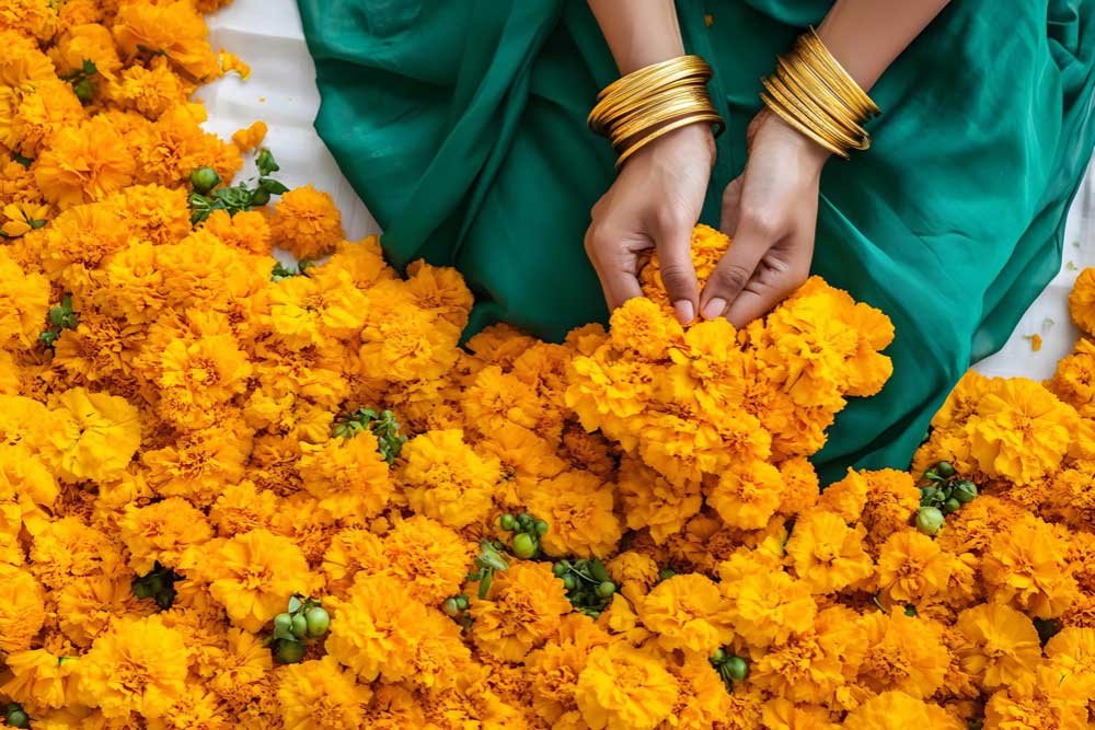 Marigold flowers being harvested Collecting marigolds for diwali
