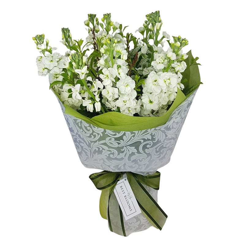 Fragrant white stock Flowers