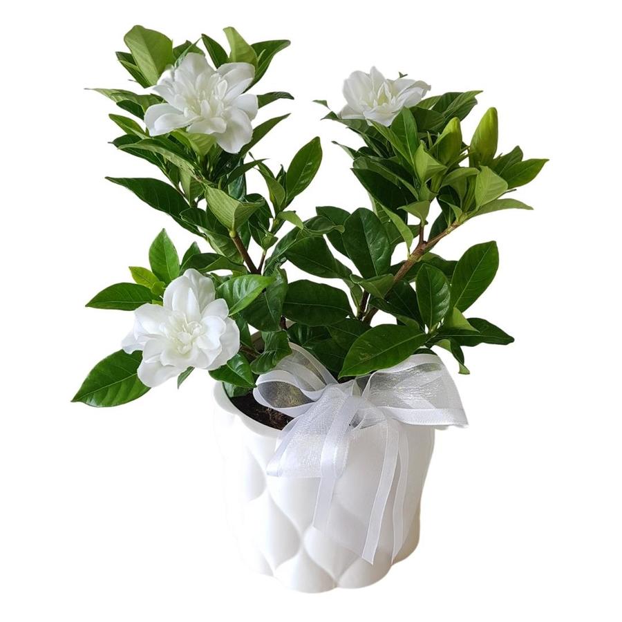flowering gardenia plant in a white ceramic pot
