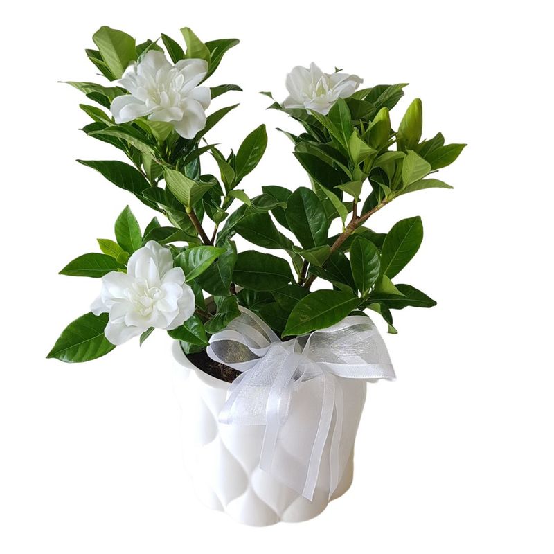 Standard Gardenia Plant in Stylish Ceramic Pot