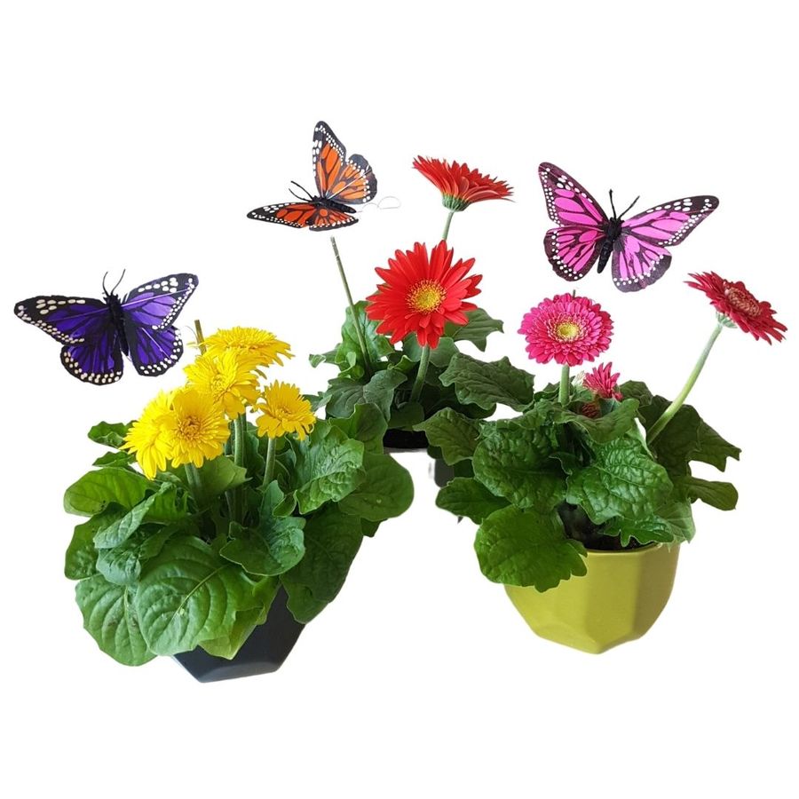 three gerbera plants in ceramic pots with keepsake butterflies