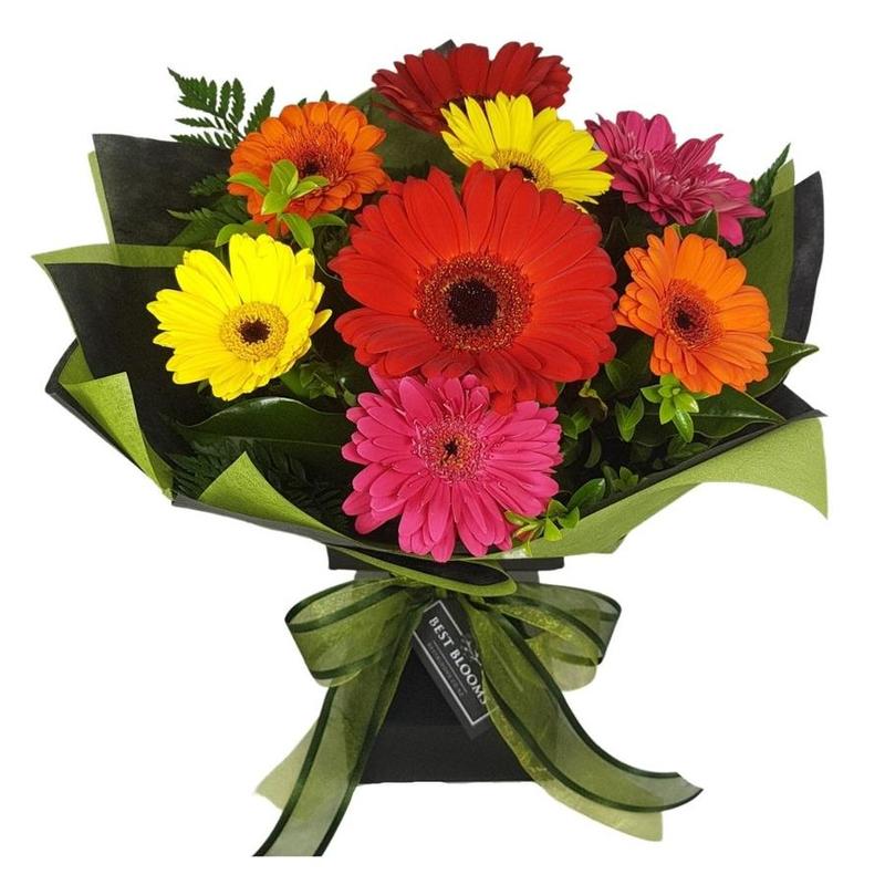 gerberas daisy flowers