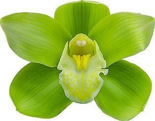 New Zealand Grown Green Cymbidium Orchid Flower