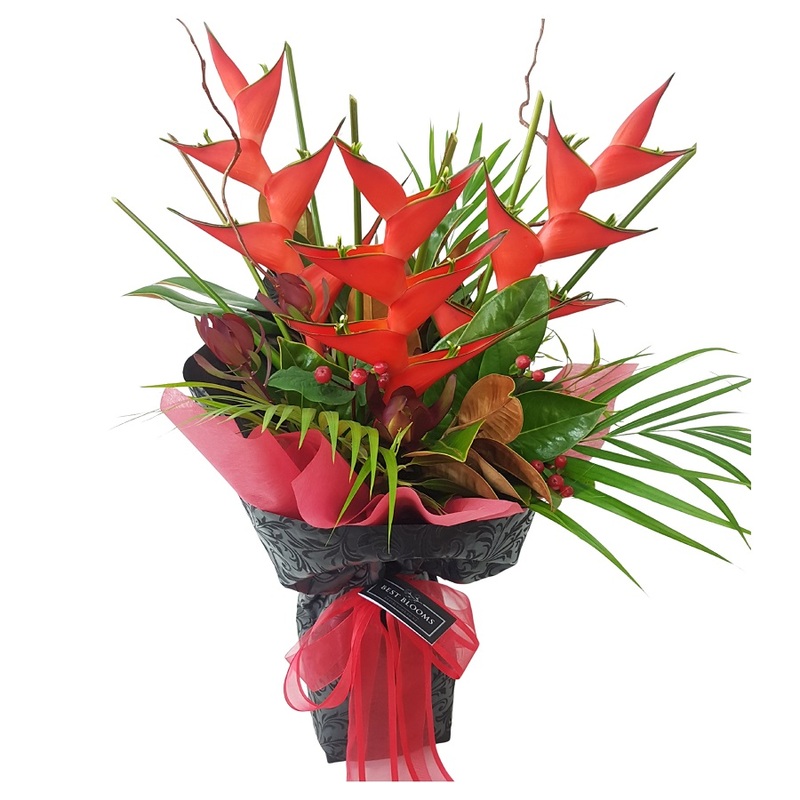 Tropical Heliconias Flower Auckland NZ, 