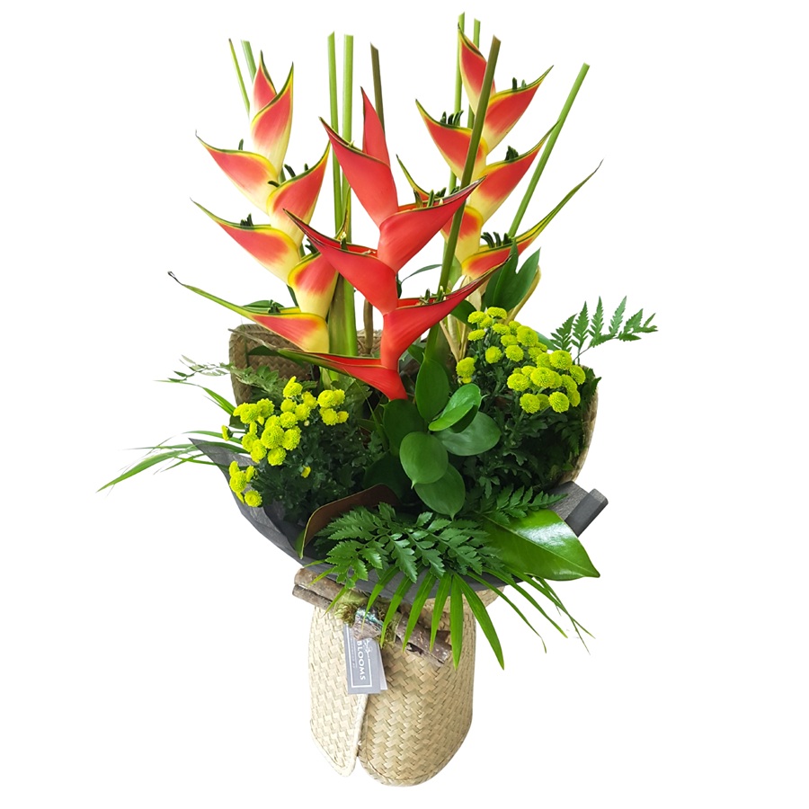 Tropical Heliconias Flower Auckland NZ