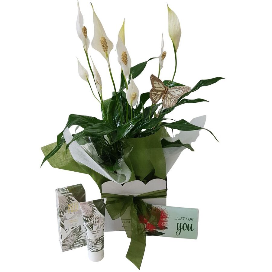 Peace Lily Just for You Plant Gift Box – Weekly Flowers Special Best Blooms Auckland, Just for You Plant Gift Box