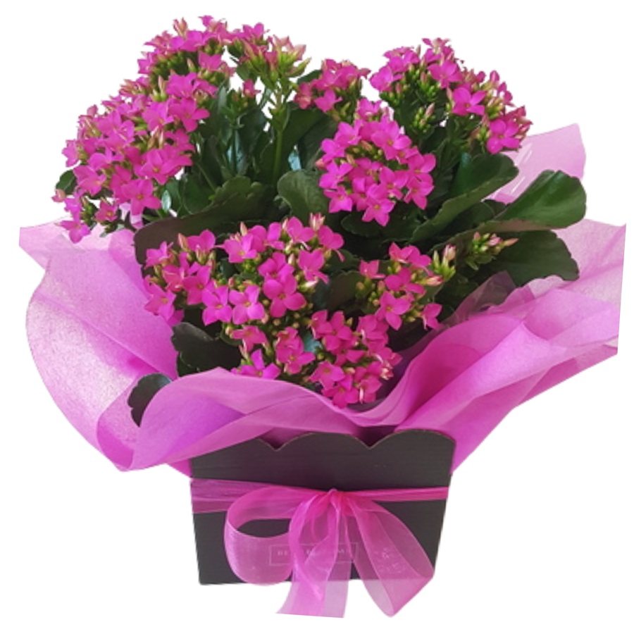 Large size pink kalanchoe plant in black gift box with hot pink paper and hot pink bow.